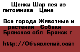Щенки Шар пея из питомника › Цена ­ 25 000 - Все города Животные и растения » Собаки   . Брянская обл.,Брянск г.